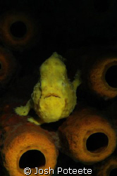 Yellow Frogfish shot with Nikon D70/Nikor 60mm. by Josh Poteete 